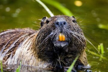 Do Beavers Attack Dogs?