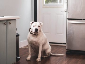 Dog Barking at Refrigerator