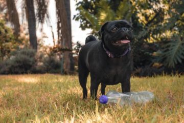 Dog Chewing Plastic