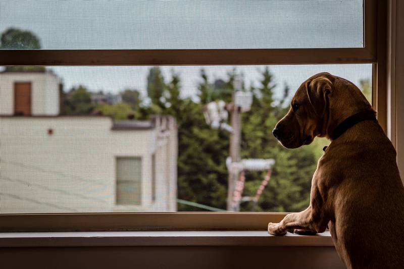 Dog Chewing Window Sill