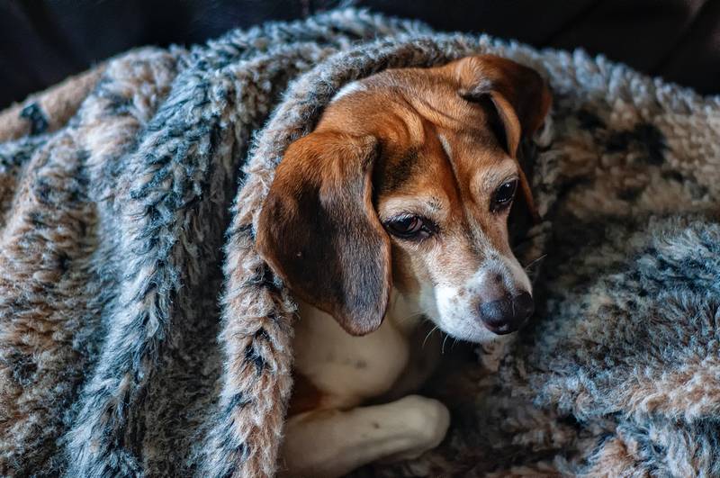Dog Chews Blanket