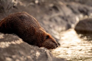 How to Stop Dog Barking at Beavers