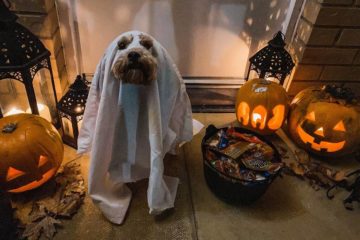 How to Stop Dog Barking at Halloween Decorations