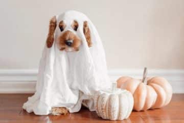 How to Stop Dog Barking at Halloween Masks and Costumes