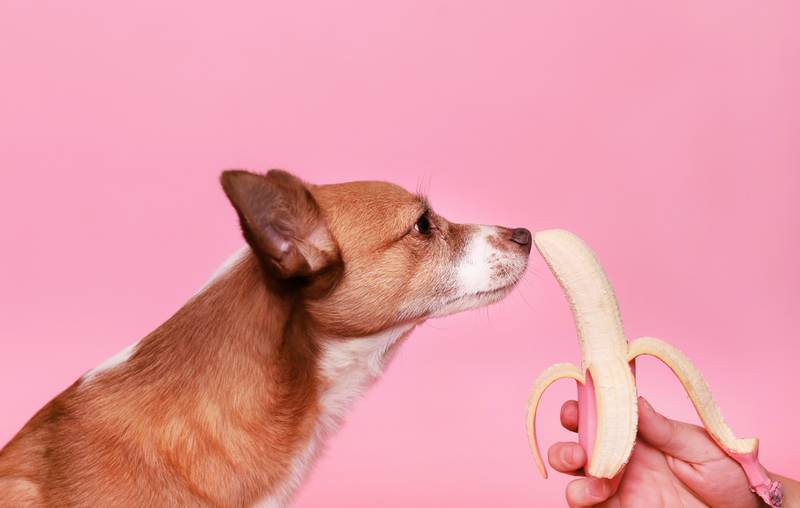 My Dog Barks When I Eat Bananas