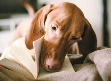 Dog Chewing Books