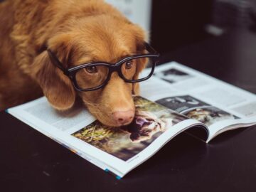 Dog Chewing Magazines