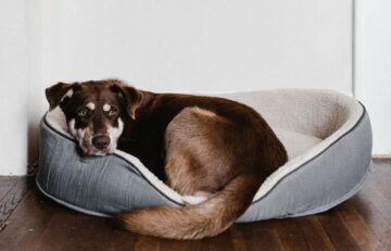 Dog Chewing Bed at Night