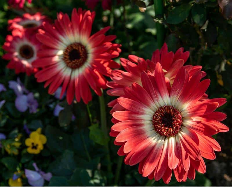 Are Gerbera Daisies Poisonous to Dogs?