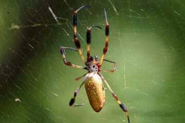 Are Banana Spiders Poisonous to Dogs?