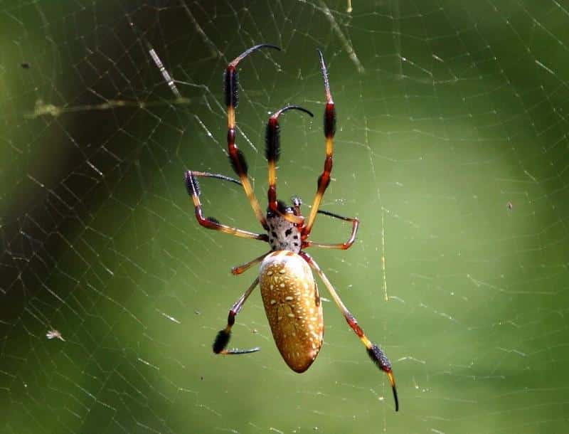 Are Banana Spiders Poisonous to Dogs?