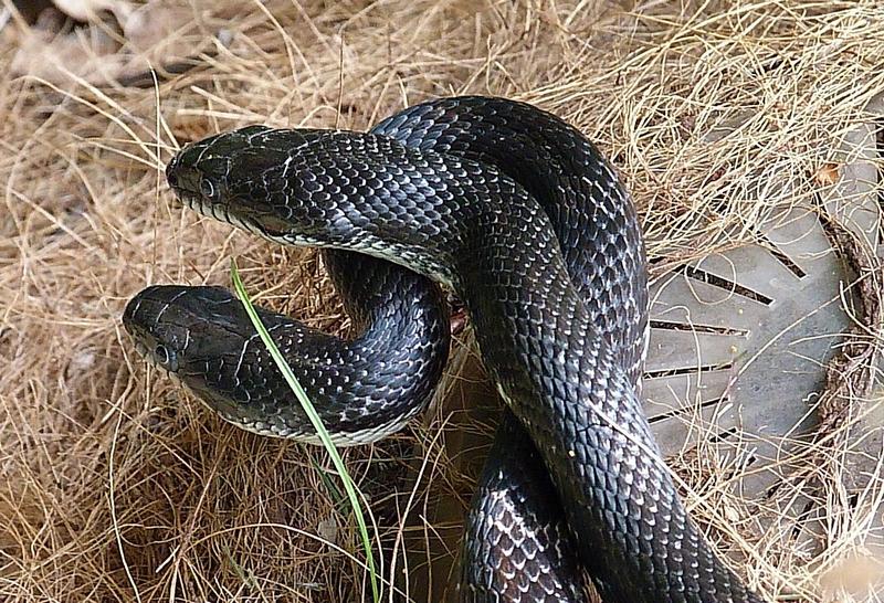 Are Black Snakes Poisonous to Dogs?