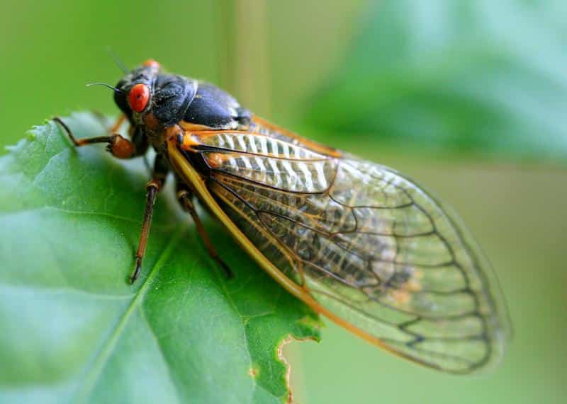 Are Cicadas Poisonous to Dogs?