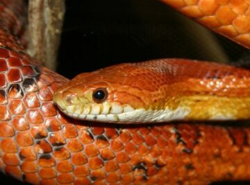 Are Corn Snakes Poisonous to Dogs?