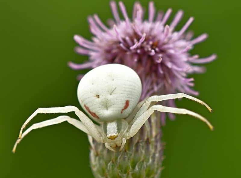 Are Crab Spiders Poisonous to Dogs?