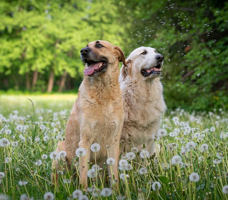 Are Dandelions Bad for Dogs?