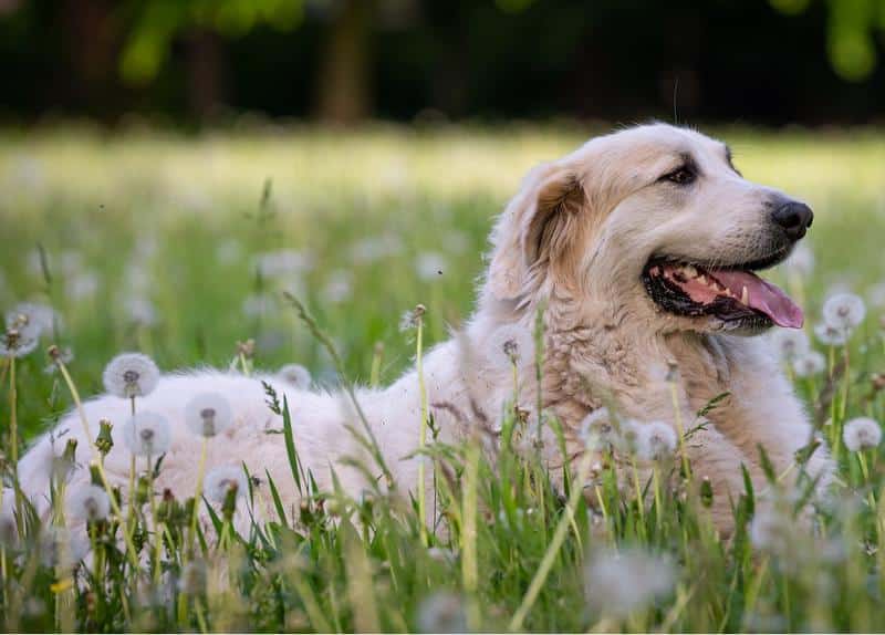 Are Dandelions Toxic to Dogs?
