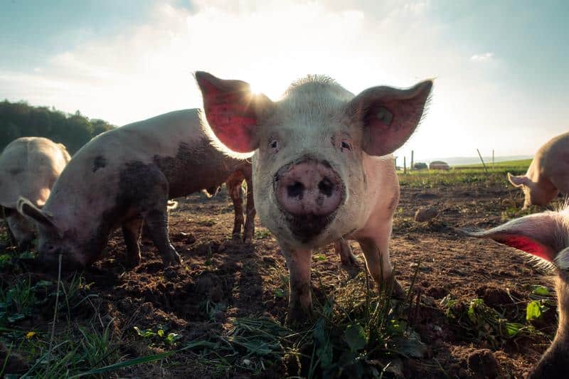 Are Dogs Smarter Than Pigs?