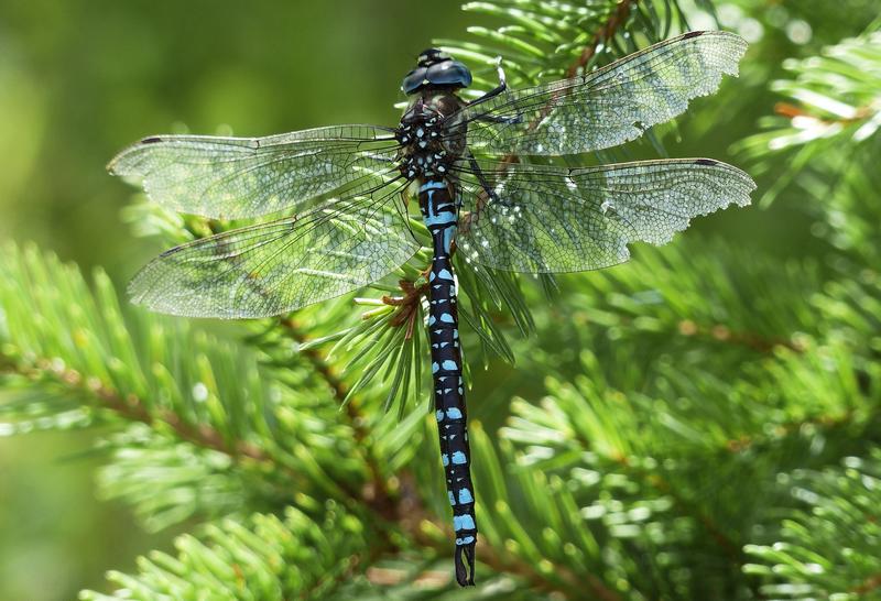 Are Dragonflies Dangerous to Dogs?