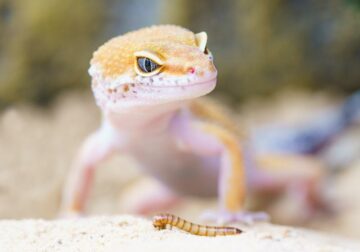 Are Geckos Poisonous to Dogs?
