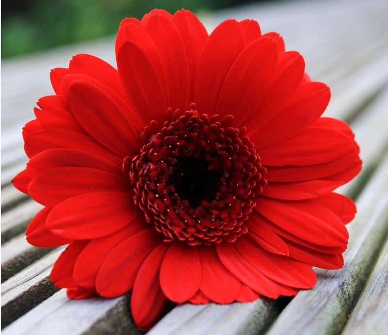 Are Gerbera Daisies Toxic to Dogs?
