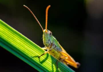 Are Grasshoppers Poisonous to Dogs?