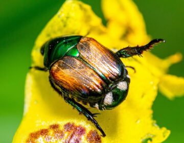 Are Japanese Beetles Poisonous to Dogs?