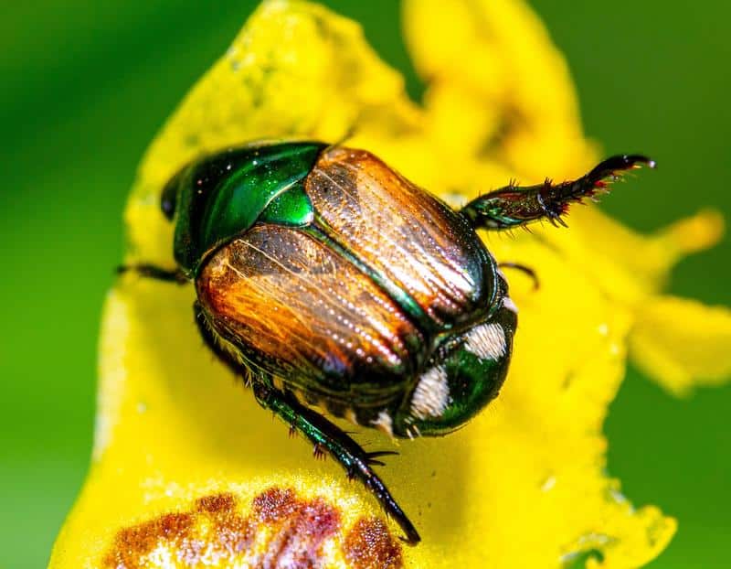 Are Japanese Beetles Poisonous to Dogs?