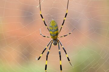 Are Joro Spiders Poisonous to Dogs?