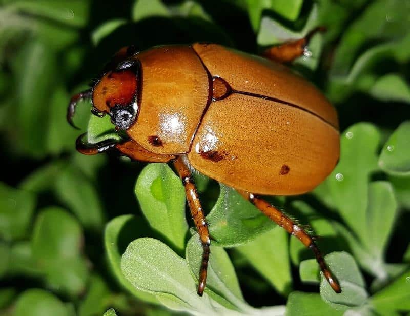 Are June Bugs Poisonous to Dogs?