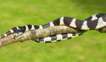 Are King Snakes Poisonous to Dogs?