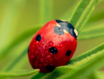 Are Ladybugs Poisonous to Dogs?