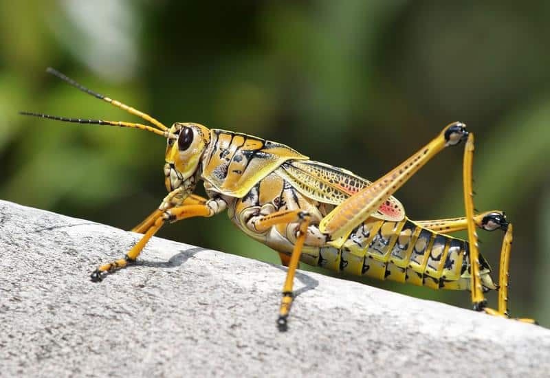 Are Lubber Grasshoppers Poisonous to Dogs?