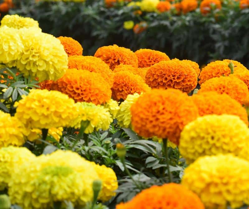 Are Marigolds Toxic to Dogs?