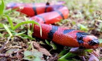Are Milk Snakes Poisonous to Dogs?