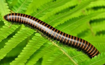 Are Millipedes Poisonous to Dogs?