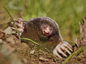 Are Moles Poisonous to Dogs?