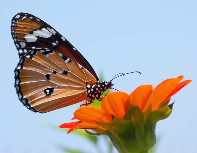 Are Monarch Butterflies Poisonous to Dogs?