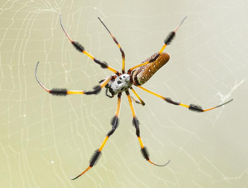 Are Orb Weaver Spiders Poisonous to Dogs?
