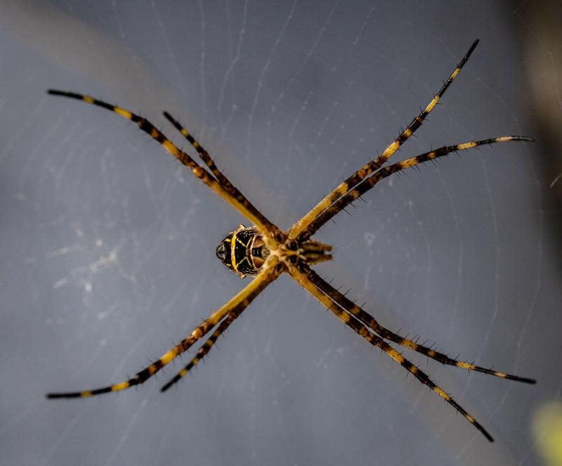 are orb weaver spiders venomous?