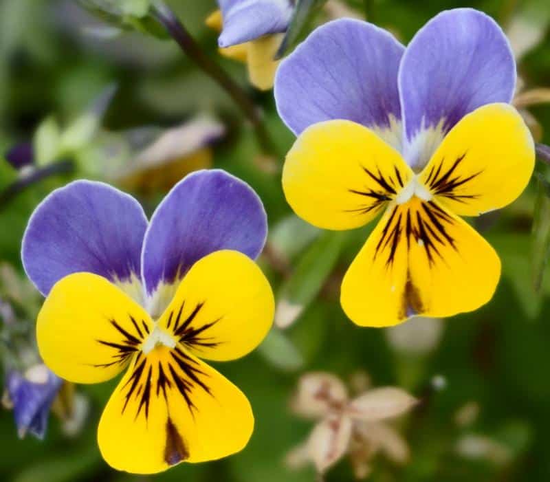 Are Pansies Poisonous to Dogs?