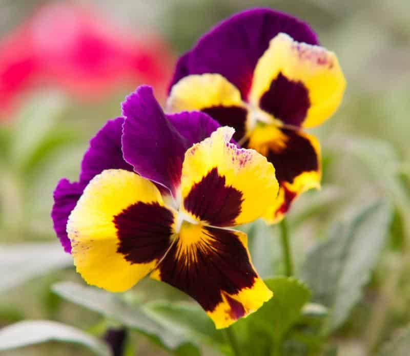 Are Pansies Toxic to Dogs?