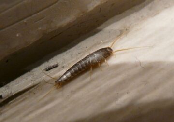 Are Silverfish Harmful to Dogs?