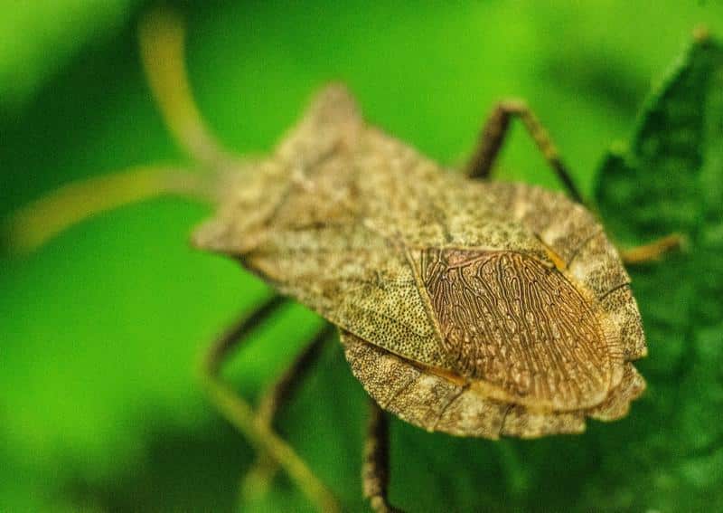 Are Stink Bugs Toxic to Dogs?