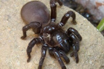 Are Trapdoor Spiders Dangerous to Dogs?