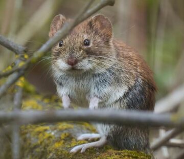 Are Voles Dangerous to Dogs?
