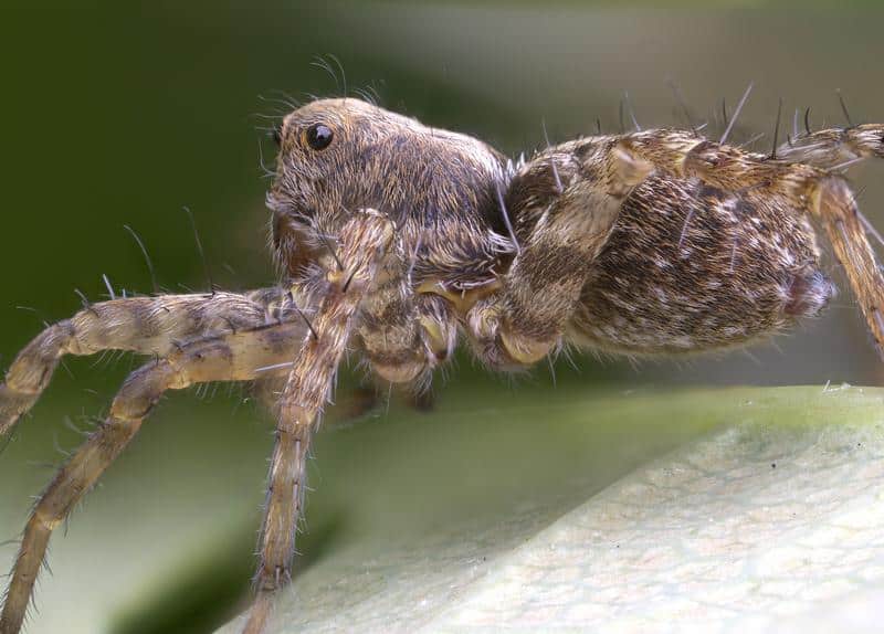 Are Wolf Spiders Poisonous to Dogs?