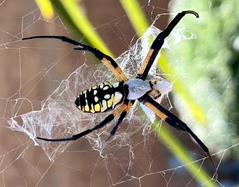 Are Yellow Garden Spiders Beneficial?