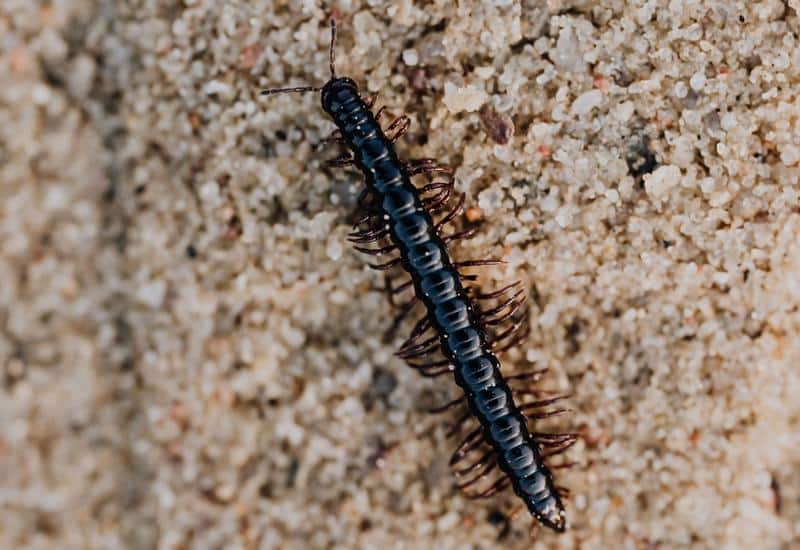 Can a Centipede Kill a Dog?