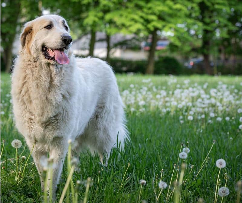 Can Dandelions Give Dogs Diarrhea?